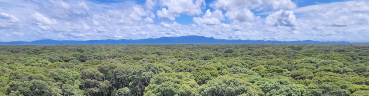 Borneo peat swamp forest in Brunei Darussalam